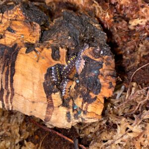 Live Tropical Springtails Vivarium Clean Up Crew — Jungle Bobs Reptile World