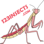 123INSECTS