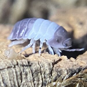 Isopods and Springtails (Live Clean-up Crew) – 123INSECTS